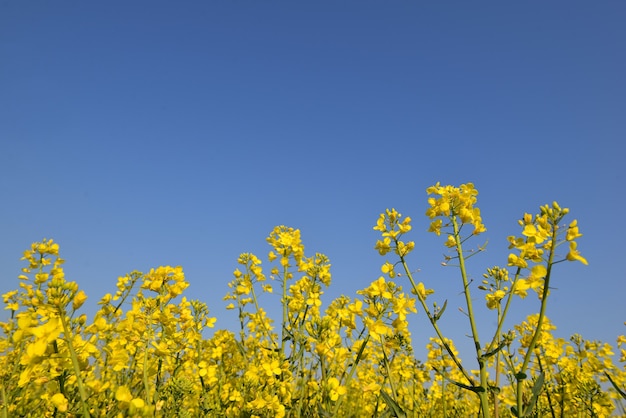 Cerca de flores amarillas de colza que crecen en un campo bajo un cielo azul