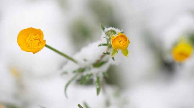 Foto cerca de las flores amarillas frescas de buttercup floreciendo en una nieve de primavera