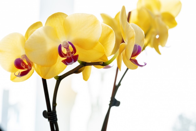 Foto cerca de flores amarillas de orquídeas sobre fondo borroso