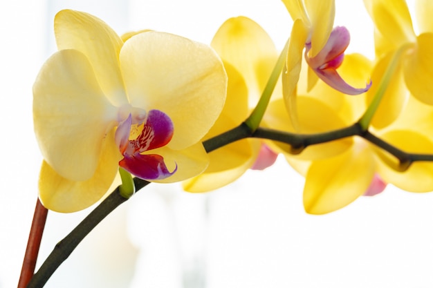 Cerca de flores amarillas de orquídeas