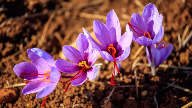 Foto cerca de flores de azafrán en un campo en otoño