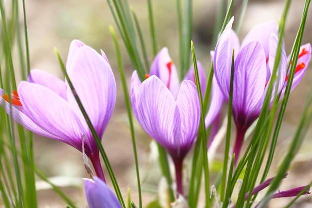 Cerca de flores de azafrán en un campo