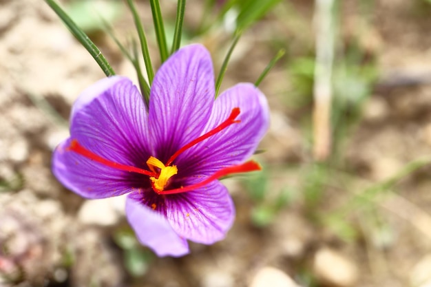 Cerca de flores de azafrán en un campo