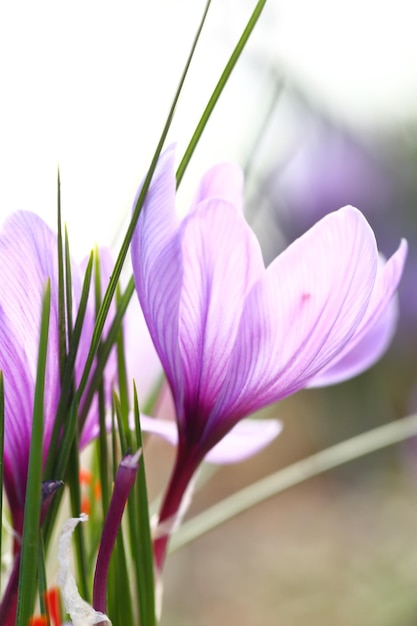 Cerca de flores de azafrán en un campo