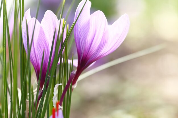 Cerca de flores de azafrán en un campo