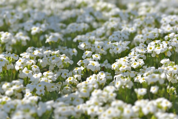 Cerca de flores blancas de una planta cubre cultivos que florecen en el jardín