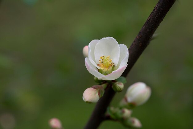 Cerca las flores blancas del quince japonés Fondo floral de primavera enfoque selectivo