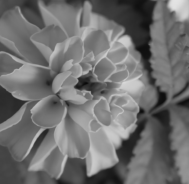 Cerca de flores en blanco y negro sobre fondo borroso