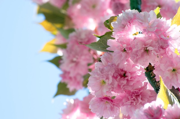 Cerca de las flores de cerezo de primavera