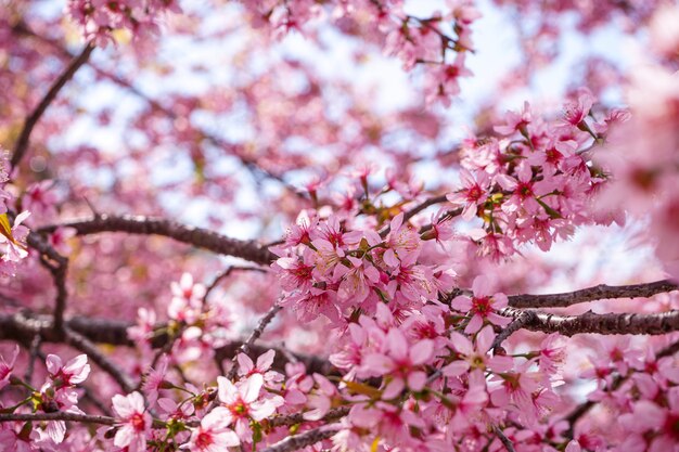 Cerca de flores de cerezo silvestre del Himalaya o Sakura