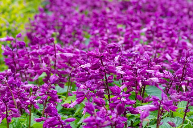 Cerca de flores de color púrpura en el campo