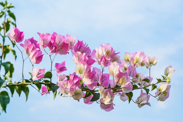 De cerca las flores de color rosa.