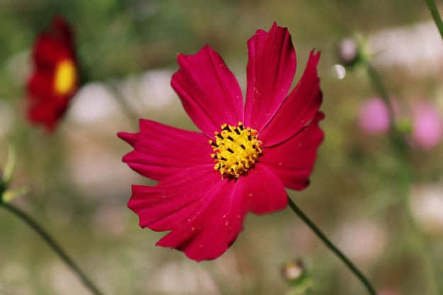 Cerca de las flores del cosmos con fondo borroso frente a la cámara o contra el cielo