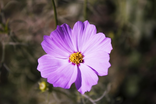 Cerca de las flores del cosmos con fondo borroso frente a la cámara o contra el cielo