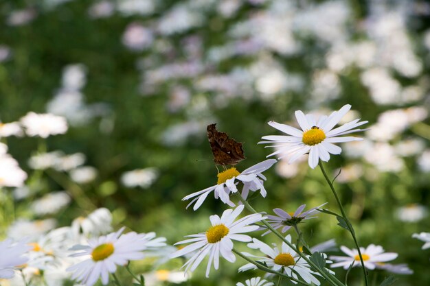 Cerca de las flores de crisantemo de otoño