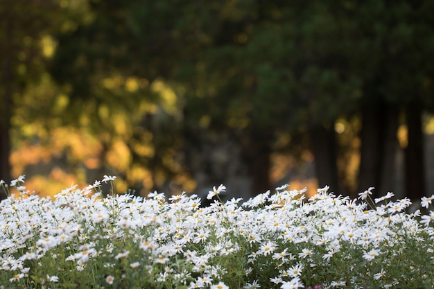 Cerca de las flores de crisantemo de otoño