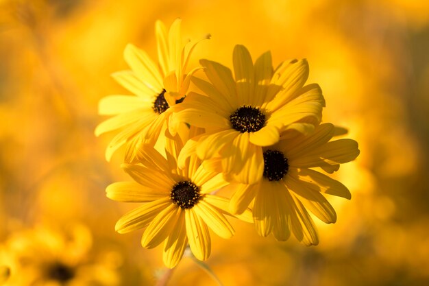 Cerca de las flores de crisantemo de otoño