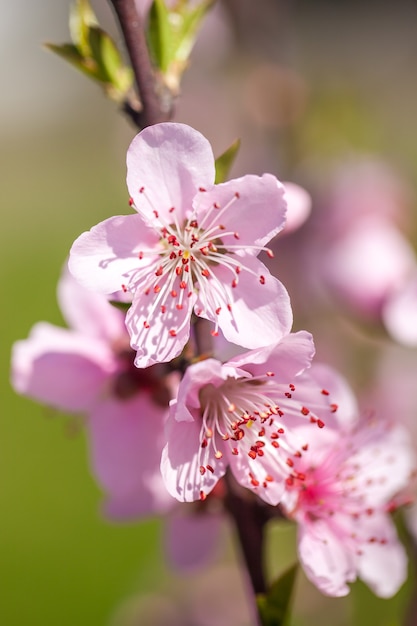 Cerca de flores de durazno rosa en flor en la rama de un árbol. Tiempo de primavera.