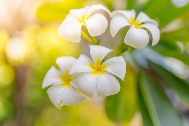 Cerca de flores frangipani follaje verde borroso Parque tropical o jardín naturaleza romántica flores