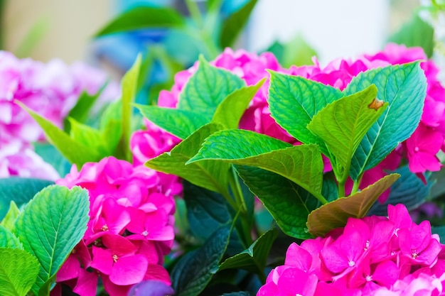 Cerca de flores de hortensia