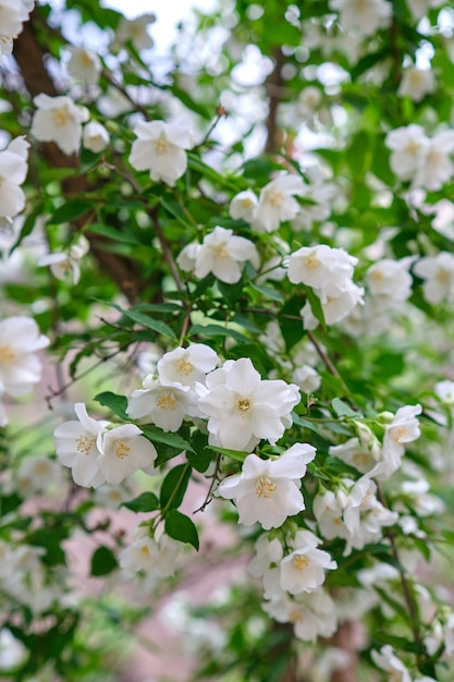 Cerca de flores de jazmín en un jardín.