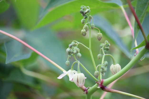 Cerca de flores de mandioca con un fondo borroso