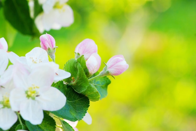 Cerca de las flores del manzano