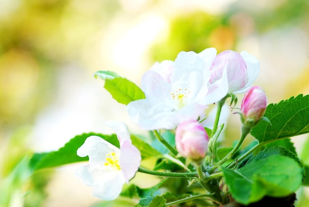 Cerca de las flores del manzano