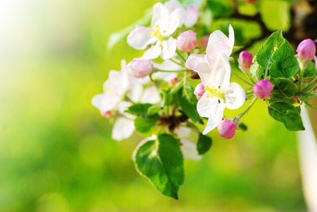 Cerca de las flores del manzano