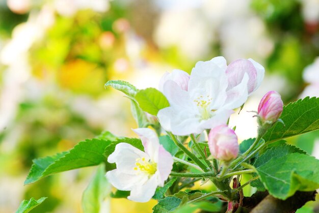 Cerca de las flores del manzano