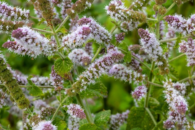 Cerca de flores de menta fresca en el jardín