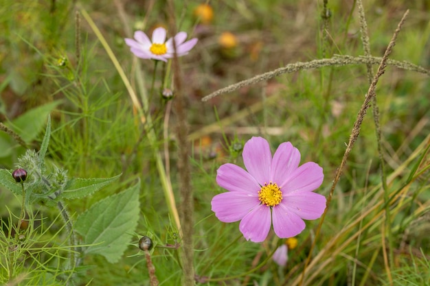 Cerca de flores Mirasol o cosmos bipinnatus en el campo al aire libre