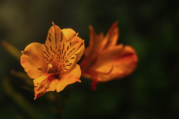 Cerca de flores naranjas