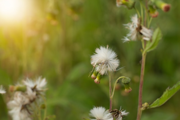 Cerca de flores de pradera blanca en campo o flor de hierba