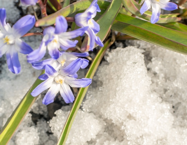 Cerca de flores de primavera con nieve