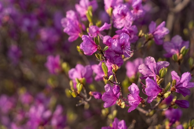 Cerca de flores de Rhododendron dauricum nombres populares romero maral Rusia Vladivostok