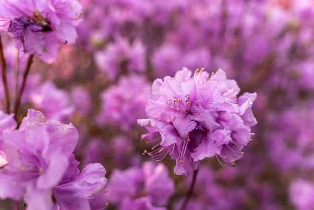 Cerca de flores de Rhododendron dauricum nombres populares romero maral Rusia Vladivostok