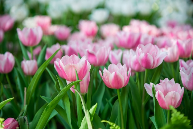 Cerca de flores de tulipán en el jardín