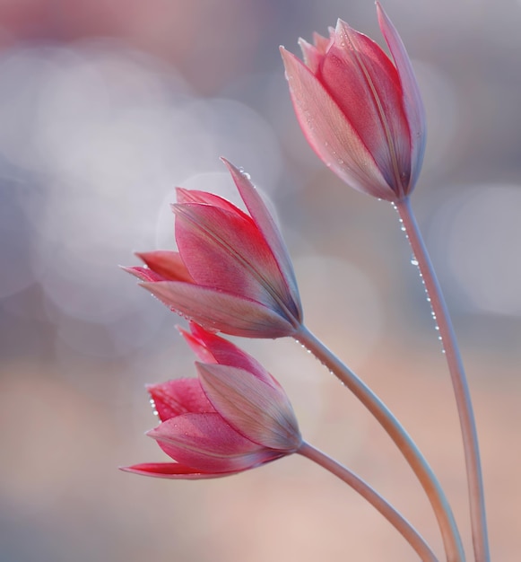 Cerca de las flores de tulipanes rosados con gotas de lluvia en ellos