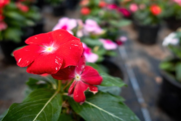 Cerca de flores de vinca periwinkle rojo en macetas