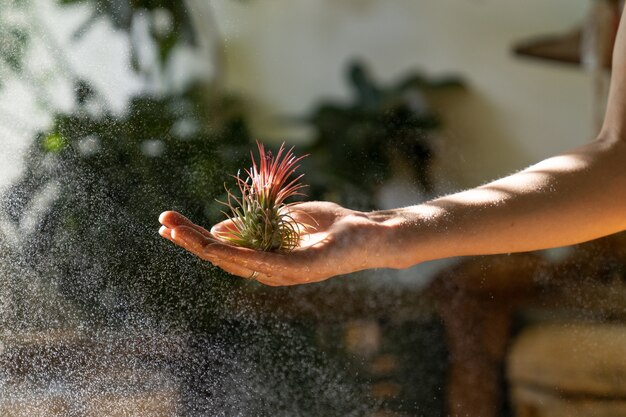 Cerca de floristería mujer sosteniendo en su mano mojada y planta de aire de pulverización