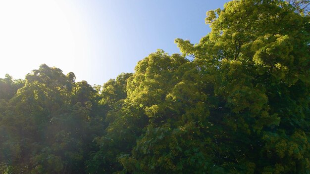 Cerca del follaje verde del hermoso cielo azul del árbol en el paisaje natural de fondo