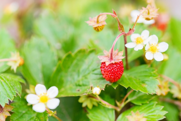 Cerca de fragaria vesca o fresa silvestre