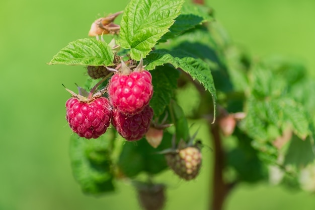 Cerca de frambuesa arbusto con frutos rojos