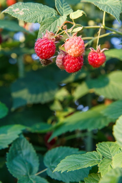 Foto cerca de frambuesas maduras e inmaduras en bush en el jardín de verano.