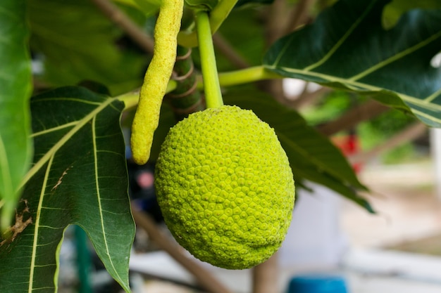 Cerca de la fruta del pan.