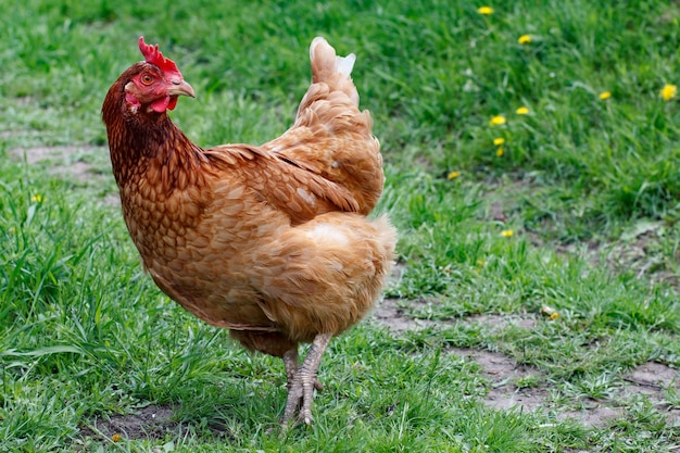 Cerca de un gallo en el campo