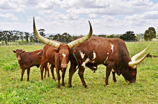 Cerca de ganado Ankole con cuernos grandes