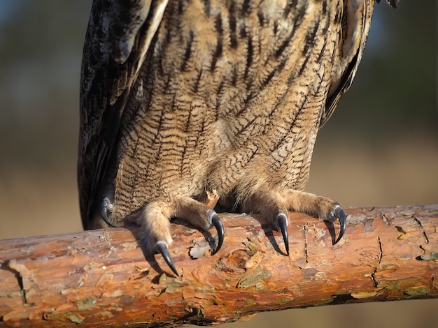 Cerca de garras de búho sentado sobre madera