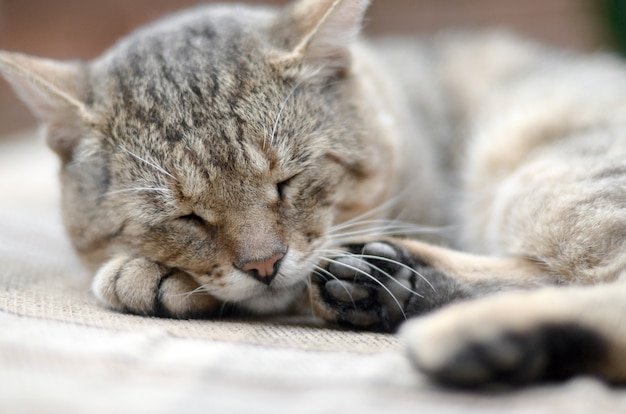 Cerca de un gato atigrado triste y vago durmiendo la siesta en el sofá al aire libre en la noche